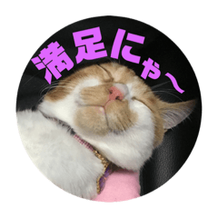[LINEスタンプ] 猫のそらスタンプ