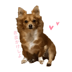 [LINEスタンプ] 愛犬ビビちゃん