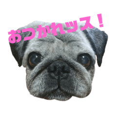 [LINEスタンプ] パグのやんやん