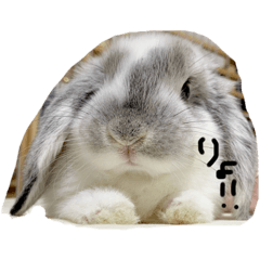 [LINEスタンプ] ムス顔うさぎスタンプ もこ