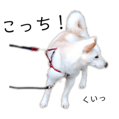 [LINEスタンプ] 白柴2