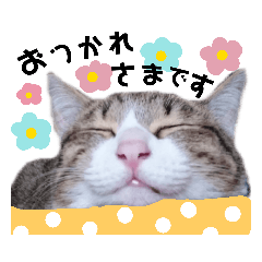 [LINEスタンプ] いろいろ使える猫(2)