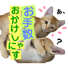 [LINEスタンプ] キトンMix byオハナビーズ