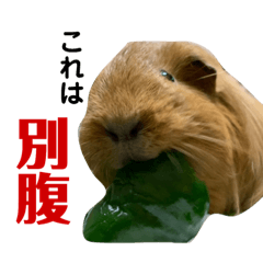 [LINEスタンプ] 女子力高めなぷりんちゃん2