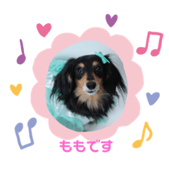 [LINEスタンプ] ミニダックスのももちゃん 