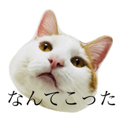 [LINEスタンプ] かわいいかわいいサンチュちゃんスタンプ 