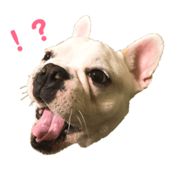 [LINEスタンプ] フレブルくーすけ2 