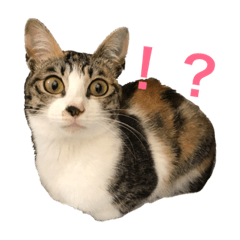 [LINEスタンプ] 縞三毛ふうちゃん 