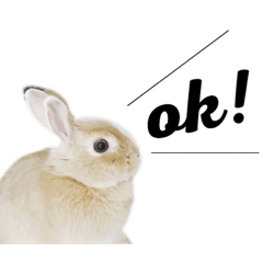 [LINEスタンプ] モフモフうさぎのミュルクです