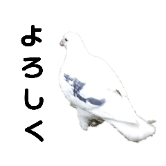 白い鳩の日常スタンプ