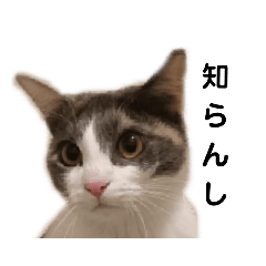 [LINEスタンプ] 三毛猫 ラテ