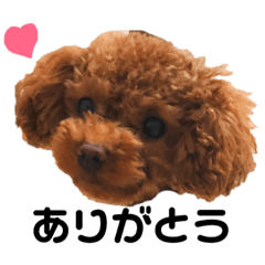 [LINEスタンプ] 愛犬めいちゃんの日常