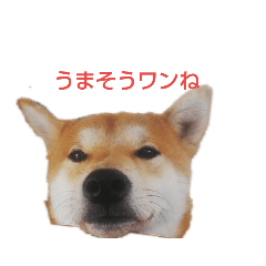 [LINEスタンプ] シヴァのスタンプワンね