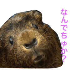 [LINEスタンプ] うちのモル。