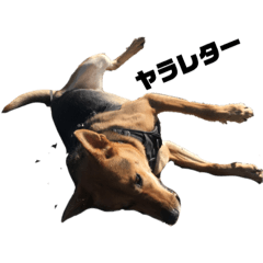 [LINEスタンプ] 野犬ムク 
