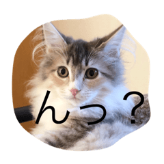 [LINEスタンプ] メルと愉快な仲間達