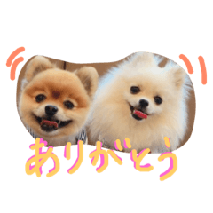 [LINEスタンプ] ポメラニアンの志々丸と志丸兄弟 