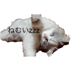 [LINEスタンプ] 白猫のじょりー 