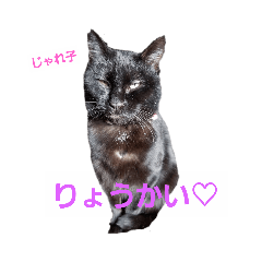 [LINEスタンプ] 黒猫じゃれ子のお気楽スタンプ 