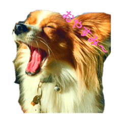 [LINEスタンプ] うちの愛犬ヨンちゃん 