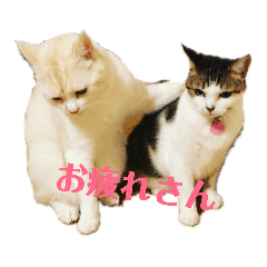 [LINEスタンプ] 猫s Story