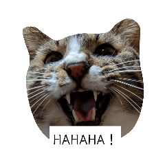 [LINEスタンプ] にやんこでご挨拶