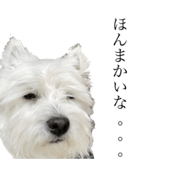 [LINEスタンプ] ウエスティのジオくん