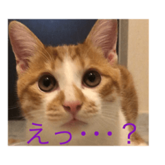 [LINEスタンプ] ねこのむう太くん