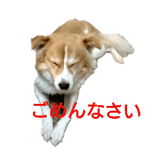 [LINEスタンプ] 幸せワンコ、大和君！元保護犬です！