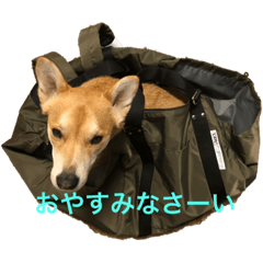 [LINEスタンプ] 雑種スタンプ（ご挨拶）