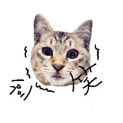 [LINEスタンプ] 仲良し猫たちの日常