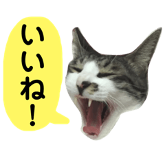 [LINEスタンプ] 日常スタンプ くる君