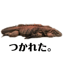 [LINEスタンプ] 癒しの動物2