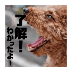 [LINEスタンプ] 愛犬だんごスタンプ