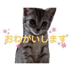 [LINEスタンプ] うちのねこ a＆h