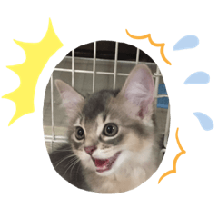 [LINEスタンプ] うちのにゃーんこ