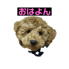 [LINEスタンプ] cocoroの日常