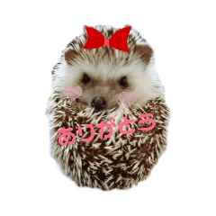 [LINEスタンプ] ハリネズミサリー3