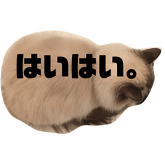 [LINEスタンプ] ラグドール COCO