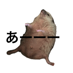 [LINEスタンプ] ハリネズミのちんく君