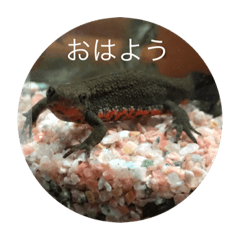 [LINEスタンプ] イモリ