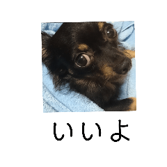 [LINEスタンプ] 僕チワワのMAX2