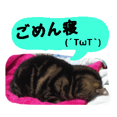 [LINEスタンプ] わんにゃんスタ