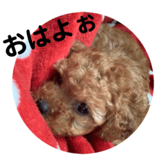 [LINEスタンプ] 可愛いトイプードルの日常会話
