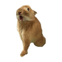 [LINEスタンプ] うちのうさぎのチップくんだよ