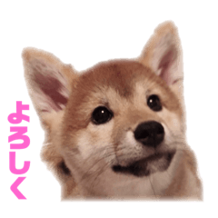 [LINEスタンプ] 柴犬のピノ