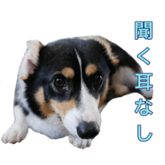 [LINEスタンプ] コーギー＆アメリカンカール＆マンチカン