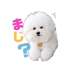 [LINEスタンプ] トイプードルの にこちゃん