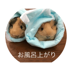 [LINEスタンプ] Caviidae