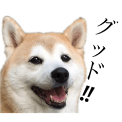 [LINEスタンプ] 柴犬 ミキ